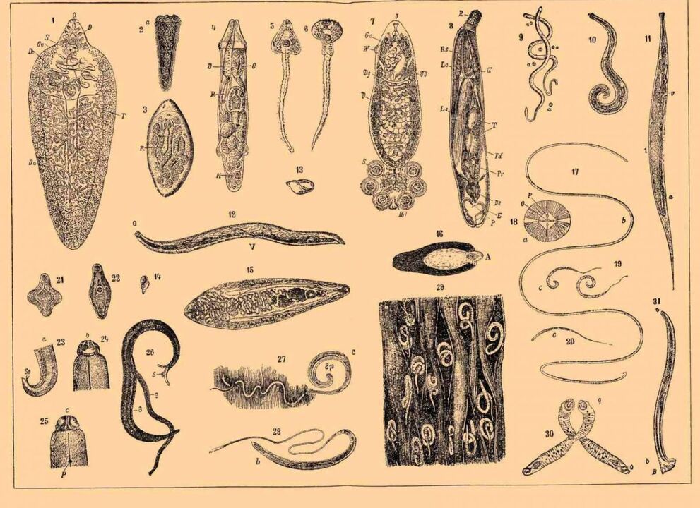 Видове паразити, живеещи в човешкото тяло