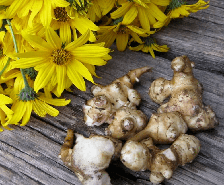 Ерусалимски артишок за приготвяне на прясно изцеден сок против паразити