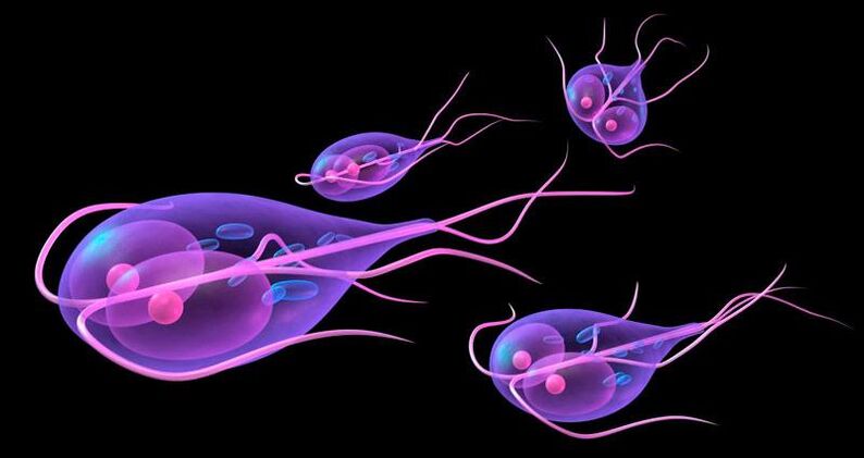 Giardia, който живее в тънките черва на човека