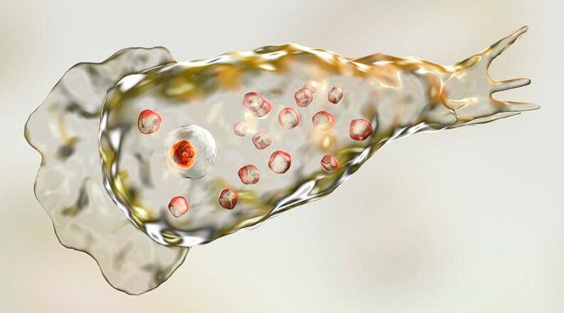 Амеба Naegleria fowlera – живее в човешкия мозък и е смъртоносен паразит