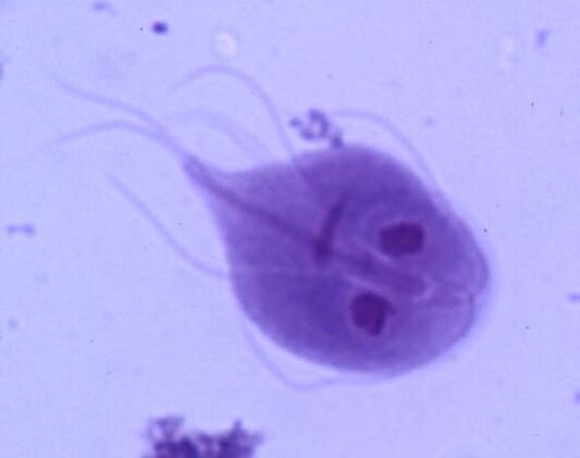 Giardia от човешкото тяло